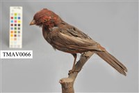 藏品(朱雀)的圖片